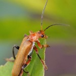 Geel Soldaatje Cantharis livida