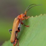 Geel Soldaatje Cantharis livida