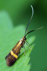 Geelbandlangsprietmot -Nemophora degeerella - vrouw