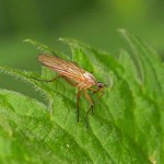 Tweestreepdansvlieg - Empis digramma