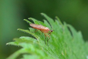 Tweestreepdansvlieg - Empis digramma