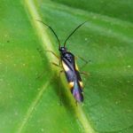 Gele Viervlekwants - Dryophilocoris flavoquadrimaculatus