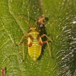 Gele Viervlekwants- nymph-Dryophilocoris flavoquadrimaculatus