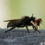 Gele hommelroofvlieg - Laphria flava