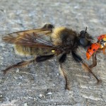 Gele hommelroofvlieg - Laphria flava