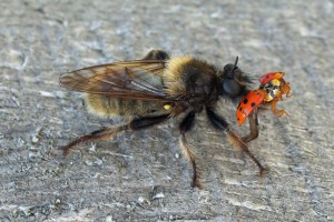 Gele hommelroofvlieg - Laphria flava