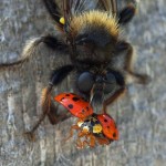 Gele hommelroofvlieg - Laphria flava