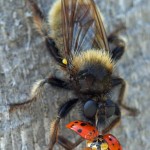 Gele hommelroofvlieg - Laphria flava