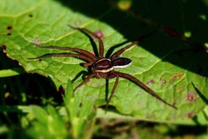 Gerande Oeverspin? - Dolomedes spec- Kraamwebspin