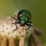 Groen Zuringhaantje - Gastrophysa viridula