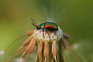 Groen Zuringhaantje - Gastrophysa viridula