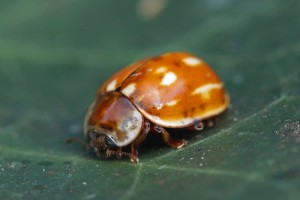 Gestreept Lieveheersbeestje - Myzia oblongoguttata