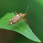 Gestreepte Eikenblindwants -Rhabdomiris-striatellus