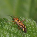 Gestreepte Eikenblindwants -Rhabdomiris-striatellus