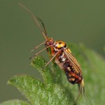 Gestreepte Eikenblindwants -Rhabdomiris-striatellus