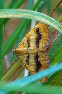 Gestreepte Goudspanner - Camptogramma bilineata