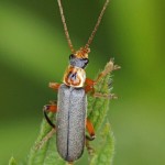 Gestreepte Weekkever - Cantharis nigricans