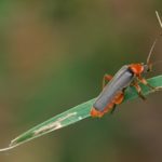 Gestreepte Weekkever - Cantharis nigricans