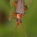 Gestreepte Weekkever - Cantharis nigricans