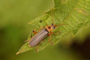 Gestreepte Weekkever - Cantharis nigricans