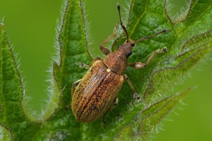 Gestreepte bladsnuitkever -Phyllobius pyri