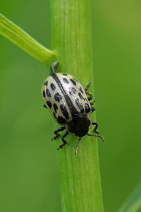 Gevlekt Wilgenhaantje of Twintigstippelig Wilgenhaantje -Chrysomela vigintipunctata