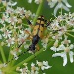 Geringelde Smalbok - Leptura maculata