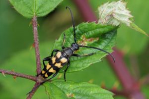 Gevlekte Smalbok -Leptura quadrifasciata