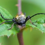 Gevlekte Smalboktor -Leptura quadrifasciata