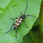 Gevlekte Smalboktor -Leptura quadrifasciata