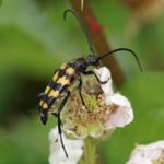 Gevlekte Smalboktor - Leptura quadrifasciata