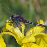 Gevlekte-witsnuitlibel -man- Leucorrhinia pectoralis