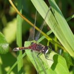 Gevlekte-witsnuitlibel -man- Leucorrhinia pectoralis