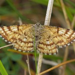 Gewone Heispanner - man -Ematurga atomaria