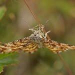 Gewone Heispanner -man -Ematurga atomaria