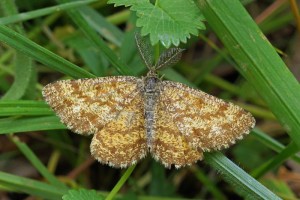 Gewone Heispanner - man-Ematurga atomaria