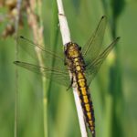 Gewone Oeverlibel -Orthetrum cancellatum