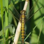 Gewone Oeverlibel -Orthetrum cancellatum