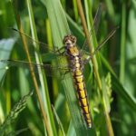 Gewone Oeverlibel -Orthetrum cancellatum