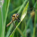 Gewone Oeverlibel -Orthetrum cancellatum