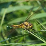 Gewone Oeverlibel -Orthetrum cancellatum