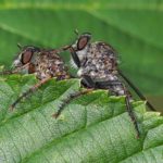 Gewone Roofvlieg - Tolmerus atricapillus