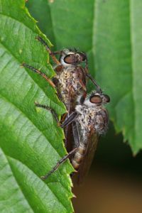 Gewone Roofvlieg - Tolmerus atricapillus