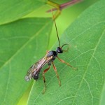 Gewone Sluipwesp - Ichneumonidae indet.