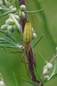 Gewone Strekspin - Tetragnatha extensa