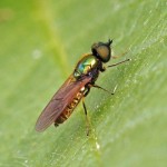 Prachtwapenvlieg - Chloromyia formosa