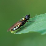 Prachtwapenvlieg - Chloromyia formosa