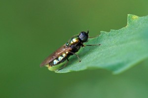 Prachtwapenvlieg - Chloromyia formosa