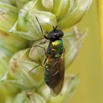 Prachtwapenvlieg - Chloromyia formosa