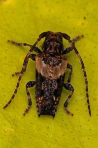 Gewone borstelboktor -Pogonocherus hispidus